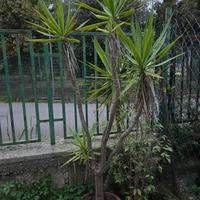 Yucca Pianta