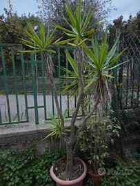Yucca Pianta
