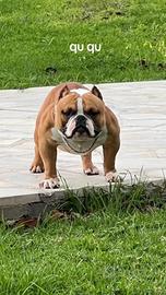 Disponibile per monta