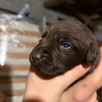 Cuccioli di labrador