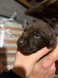 Cuccioli di labrador