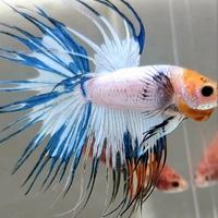 Betta splendens crowntail fancy color