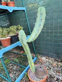 Myrtillocactus geometrizans a due steli