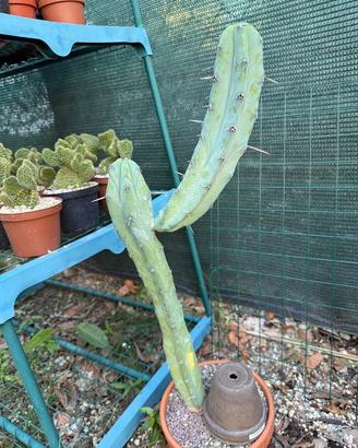 Myrtillocactus geometrizans a due steli