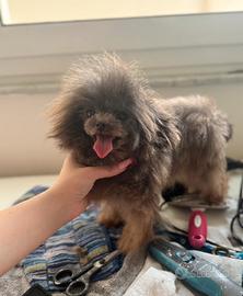 Barboncino teacup/pocket per monta