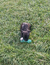 Amstaff cucciola con pedigree