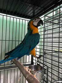 Ara giallo blu ed altri pappagalli