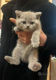 Cuccioli di Scottish