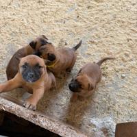 Pastore belga Malinois