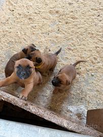 Pastore belga Malinois
