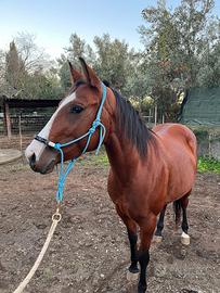 quorter horse