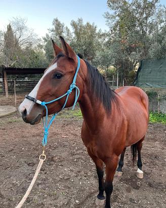 quorter horse