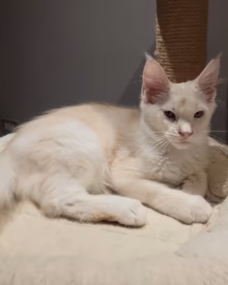 Cuccioli Maine coon
