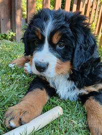 Bovaro del bernese