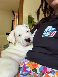 Cucciolo dogo argentino