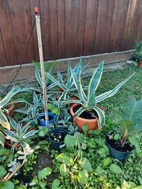 Piante di agave americane 