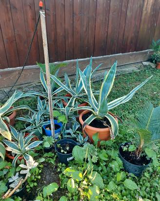 Piante di agave americane 