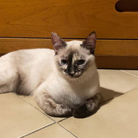 Simil siamese