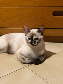Simil siamese