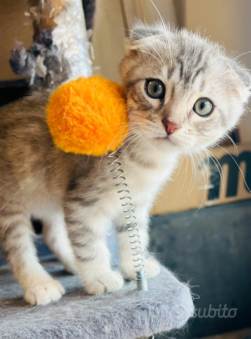 Gatti scottish fold e straiht