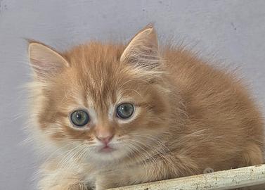Gattino rosso a pelo lungo