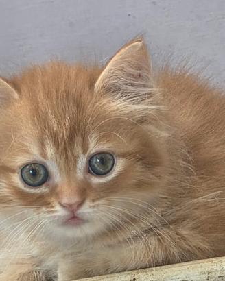 Gattino rosso a pelo lungo