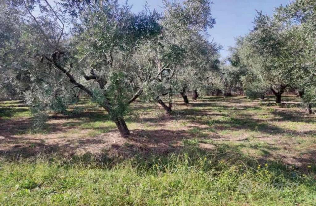 Immobile in asta di 4386 m² a Maenza - Vista 5