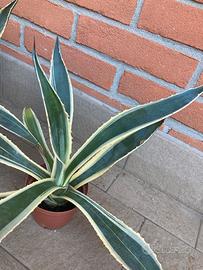 Pianta Aloe