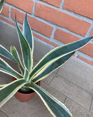 Pianta Aloe