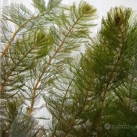 piante acquatiche sommerse