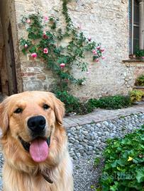 Golden retriever maschio per monta