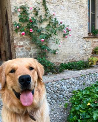 Golden retriever maschio per monta