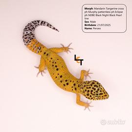Geco Leopardino