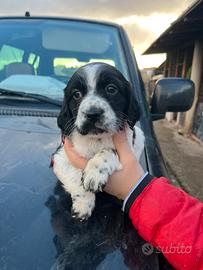 Cuccioli setter inglese