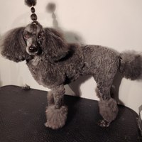 Servizio toelettatura lavaggio cani