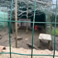 Maschi anatra corritrice indiana