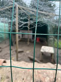 Maschi anatra corritrice indiana