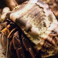 Paguro di acqua salata