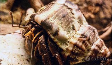 Paguro di acqua salata