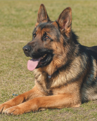 Pastore tedesco maschio per accoppiamento