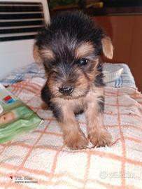 Cuccioli di Yorkshire