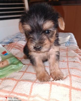 Cuccioli di Yorkshire