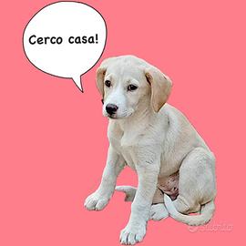 Cucciola in adozione