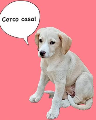 Cucciola in adozione