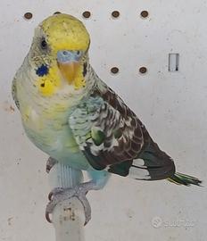 Cocorite Ondulati Ala Nera Cocorita