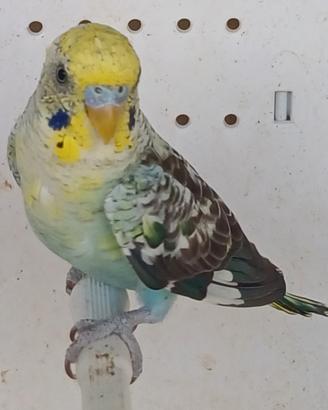 Cocorite Ondulati Ala Nera Cocorita