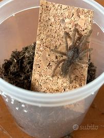 Tarantole colorate