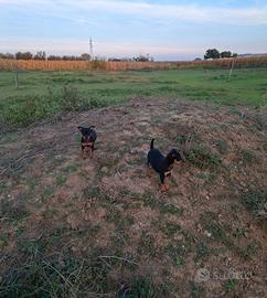 Cuccioli pincher 