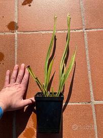 Sarracenia Leucophylla