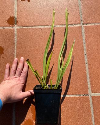 Sarracenia Leucophylla